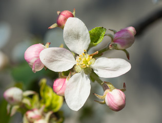 Fototapeta na wymiar apple tree flower in spring