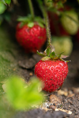 Ripe strawberries ripened on a bush