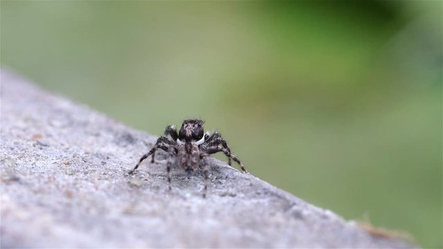 The jumping spiders (Menemerus) on a rock, Thailand. Menemerus spider is a genus of spiders in the family Salticidae.