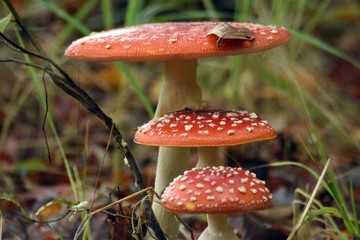 Muchorowie schody.  © ARTUR