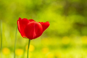 beautiful colorful tulip in the garden park