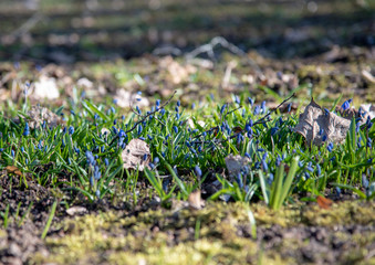 Blue spring primroses and young grass on the bare ground.