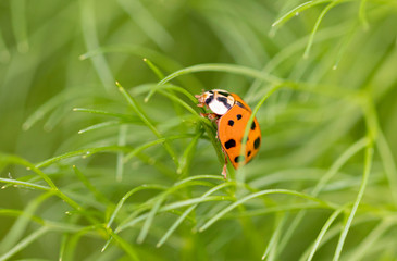 ladybird on a leaf
ladybug