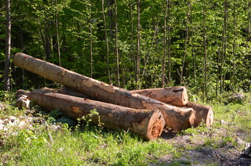 Fototapeta premium pile of firewood