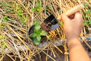 Child's hand holding small shovel and while transplanting plant.