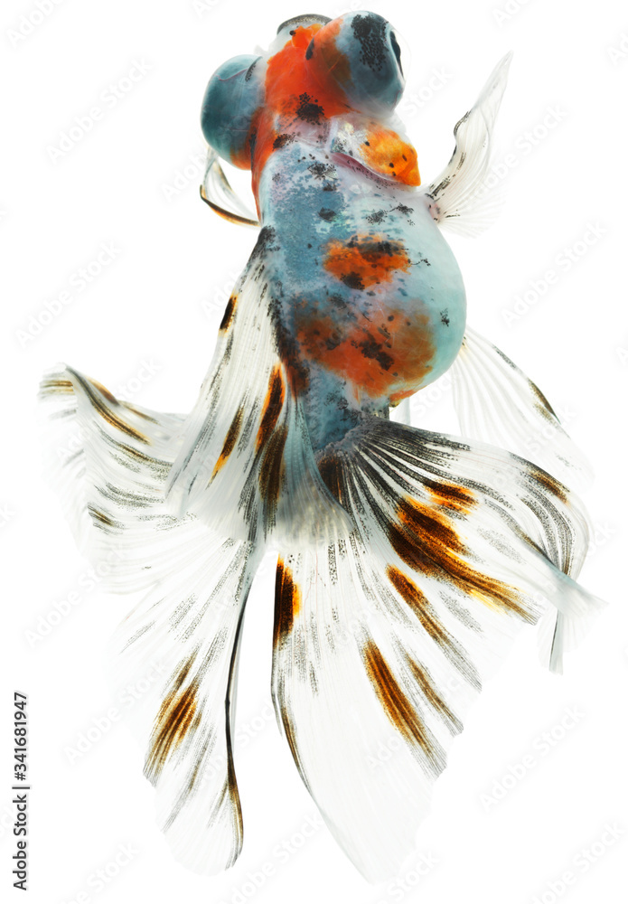 Wall mural gold fish isolated on white