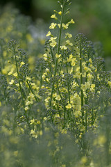 Broccoli flowers, Blooming canola flowers