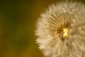 close up on a dandelion in nature
