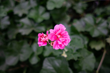 Pink Geranium Flower in Cameron Highland - City of Flower