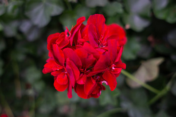Geranium is the botanical name and common name of a separate genus of related plants. Both genera belong to the family Geraniaceae