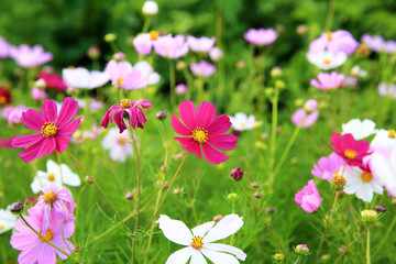 Fototapeta premium Cosmos bipinnatus flowers in the garden