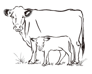 
牛の親子。