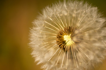 close up on a dandelion in nature