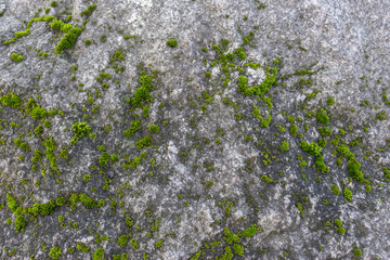 Green moss grows on uneven and rough surface of gray stone. Relief and texture of stone with fancy patterns and grass cover. Abstract background for your design