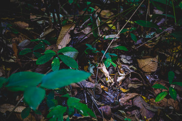 gecko in the forest in havelock andaman india