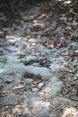 elephant foot prints in havelock andaman india