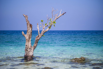 grey tree in front of blue sky and ocean in havelock andaman india