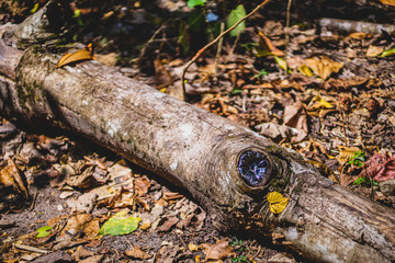 tree stump growing around a plastic bottle in havelock andaman india