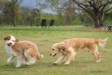 喫茶zizi_ゴールデンレトニエル