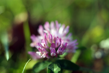 natural purple flower macro shot