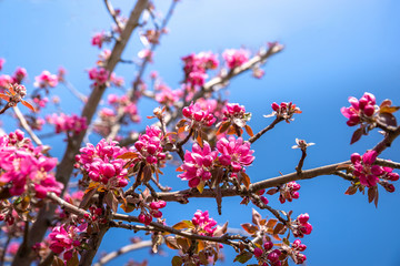 Large pink apple tree blossoms in spring season