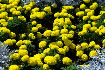 yellow dahlias, the element of garden decor. growing flowers