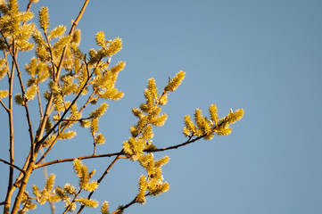 female catkins of a goat willow in sunlight