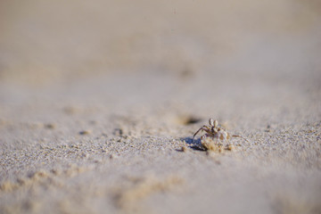 hermit crab on radhanagar beach havelock andaman