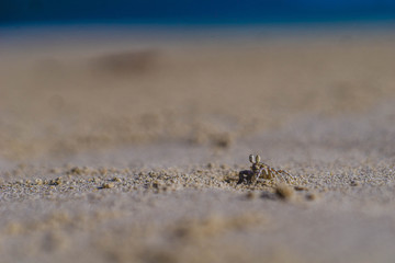 hermit crab on radhanagar beach havelock andaman