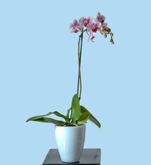 orchid