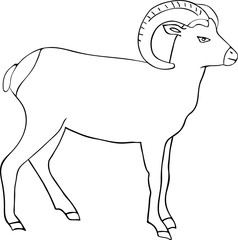 Hand drawn sketch of bighorn sheep isolated on white background.
Vector hand drawn style illustration for posters, decoration and print. 