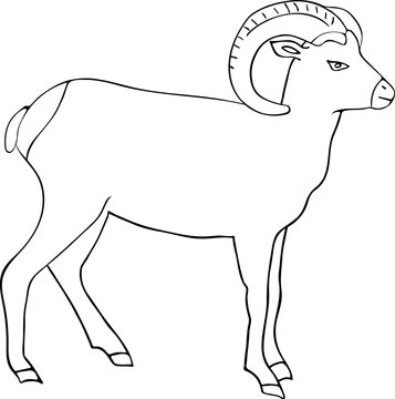 Hand drawn sketch of bighorn sheep isolated on white background.
Vector hand drawn style illustration for posters, decoration and print. 