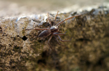 brown black striped spider macro