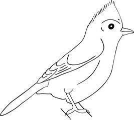 Hand drawn sketch of tufted titmouse isolated on white background.
Vector hand drawn style illustration for posters, decoration and print. 