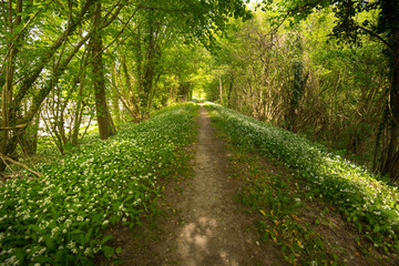 Fototapeta premium Bärlauchblüte in den Rheinauen im Elsass