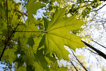 Spring forest. Green maple leaves. Moscow, Russia.