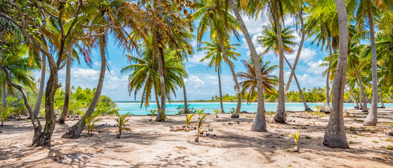 Palm trees on the beach of Fakarava, French Polynesia. Panorama landscape.