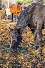 horse in the field