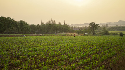 Fototapeta na wymiar Farming in the morning