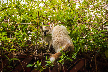 portrait of himalayan persian cat on the green in the spring time.