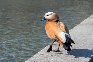 Coquettish Ruddy shelduck on the border of the fountain.