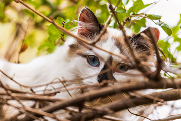 portrait of himalayan persian cat on the green in the spring time.