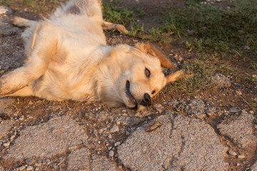 Golden dogs that like to play like naughty.