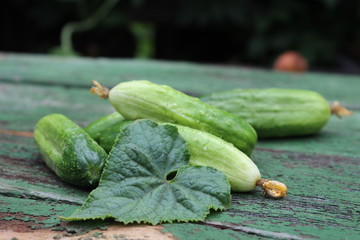 Organic green cucumbers on the background of boards
