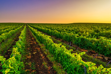 Fototapeta na wymiar Beautiful Sunset over vineyard fields in Europe
