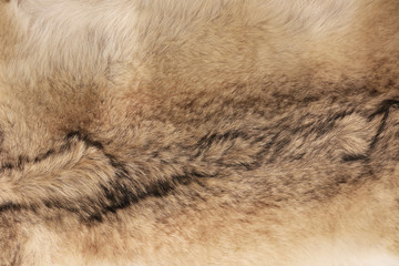 Grey wolf (Canis lupus) fur background