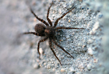 brown black striped spider macro