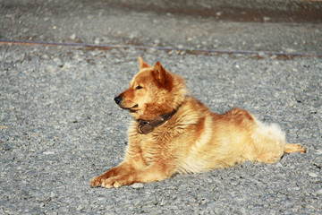 Karelo-Finnish Laika (Finnish Spitz) lying on rocks