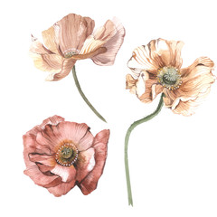 Watercolor poppies. Floral illustration isolated on white background.