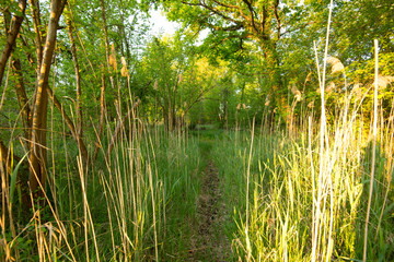 Frühlingsmorgen in den Rheinauen bei Rhinau